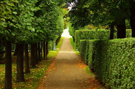 this is an image of commercial tree service in whittier