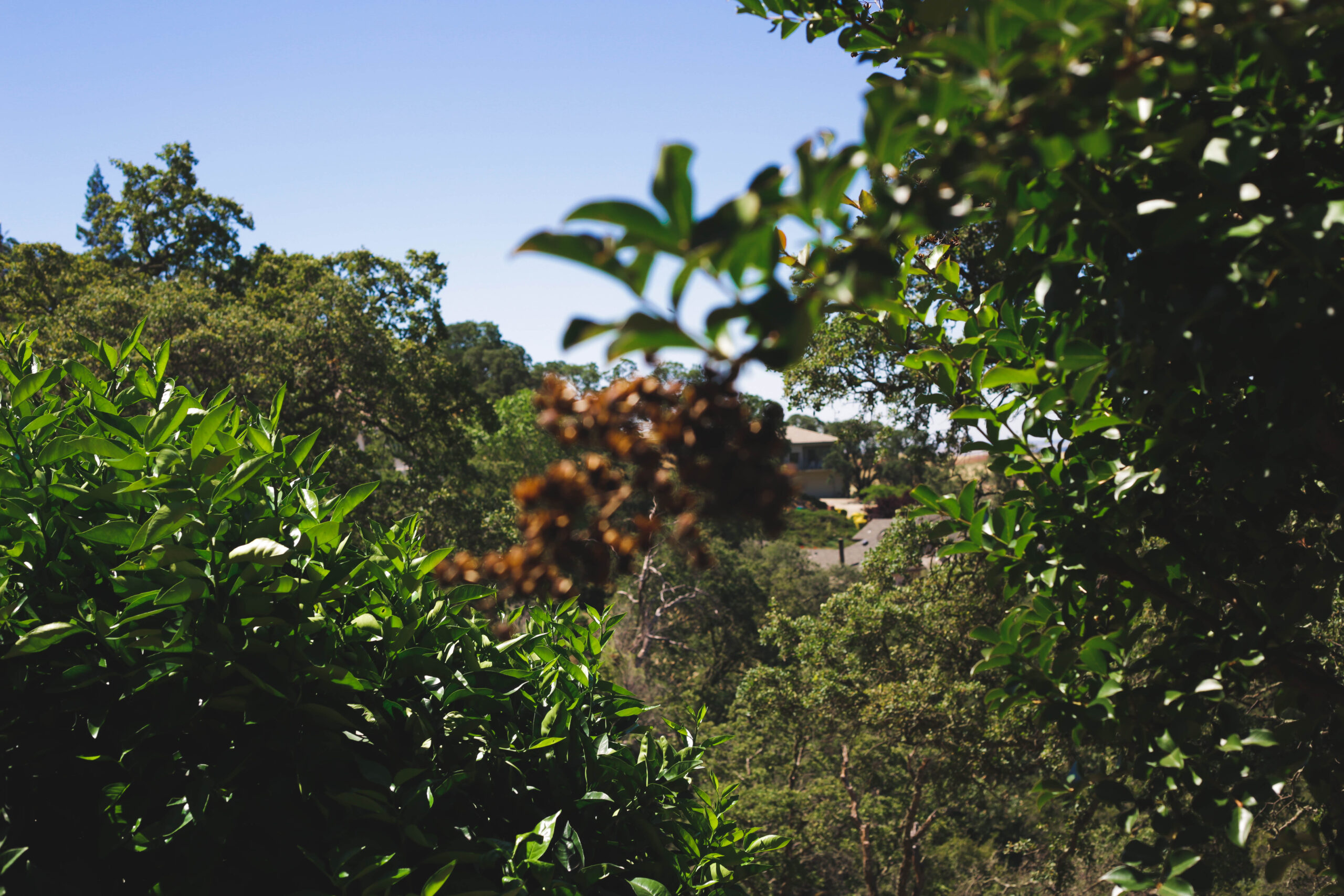 An image of emergency tree service in Whittier, CA.