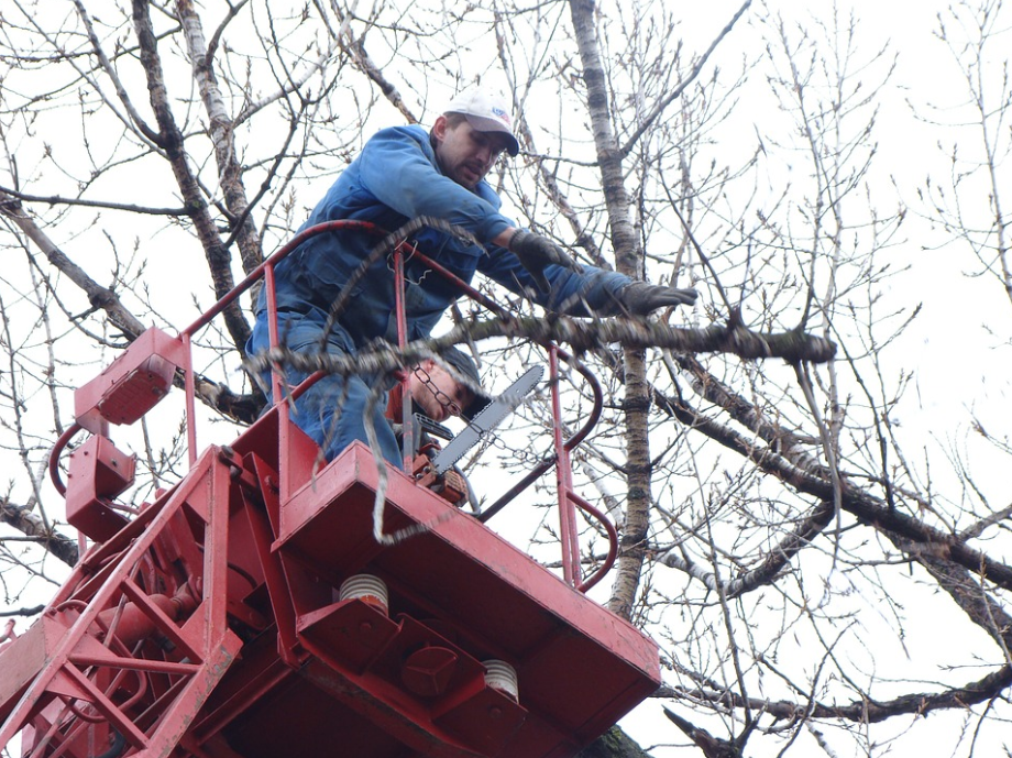 This is a picture of tree cabling and bracing.