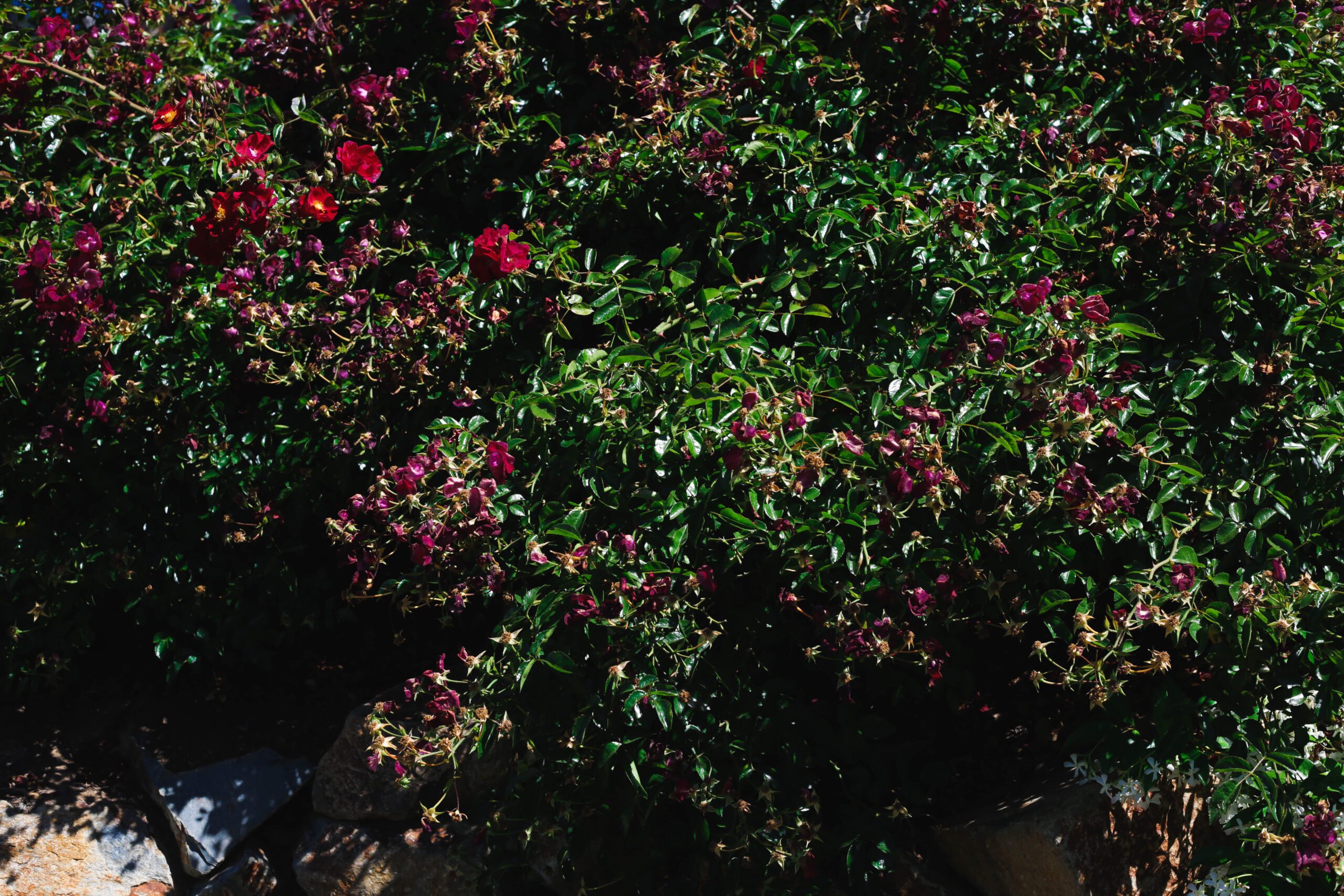 an image of type of tree in whittier, ca