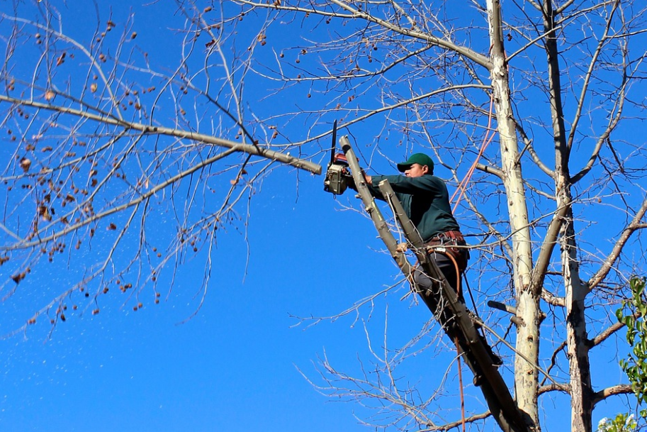 this is an image of tree removal in whittier