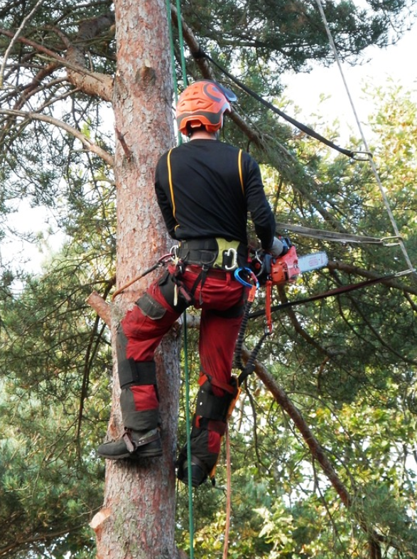 this is an image of tree cabling and bracing in whittier