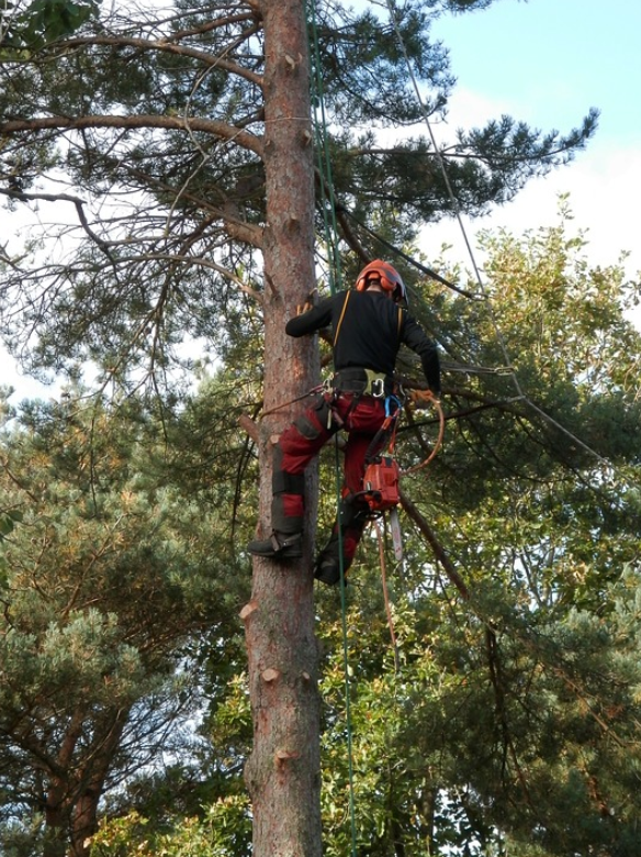 this is an image of tree pruning in whittier