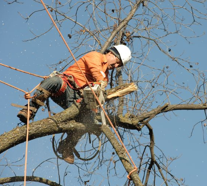 this is an image of tree removal in tree removal