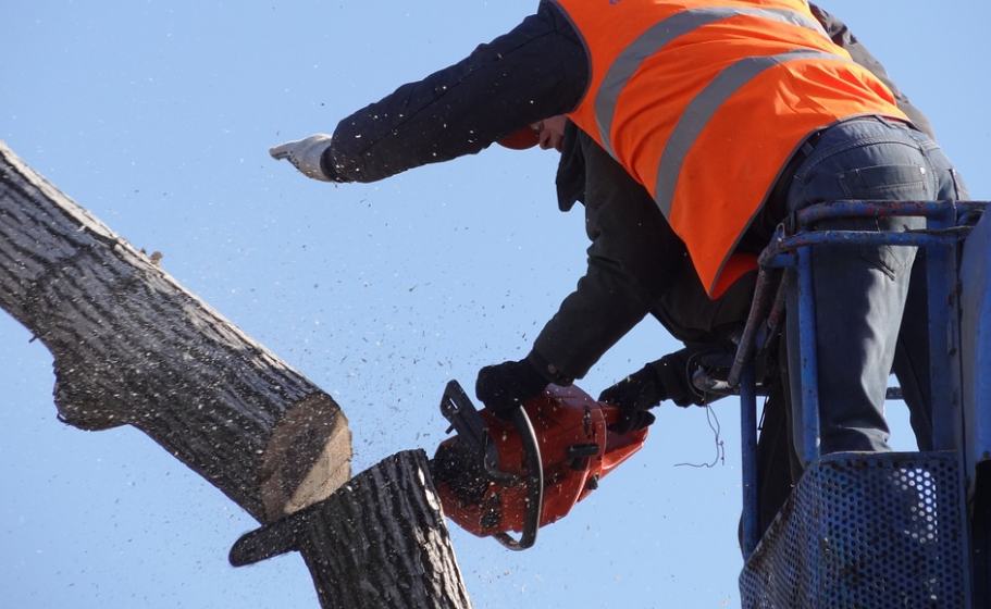 this is an image of tree trimming in whittier