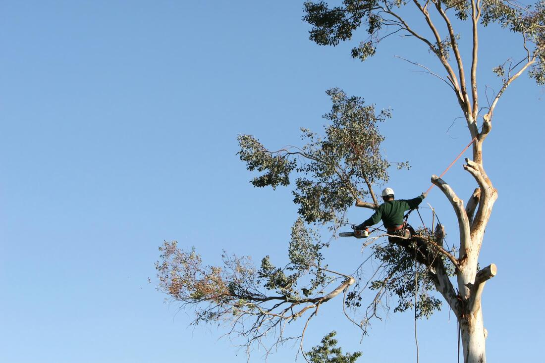 this image shows whittier tree services in california